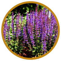 11 Lợi Ích Đáng Ngạc Nhiên Của Tinh Dầu Đơn Sâm - Clary Sage