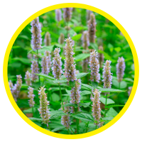 13 Lợi Ích Tuyệt Vời Của Tinh Dầu Hoắc Hương - Patchouli